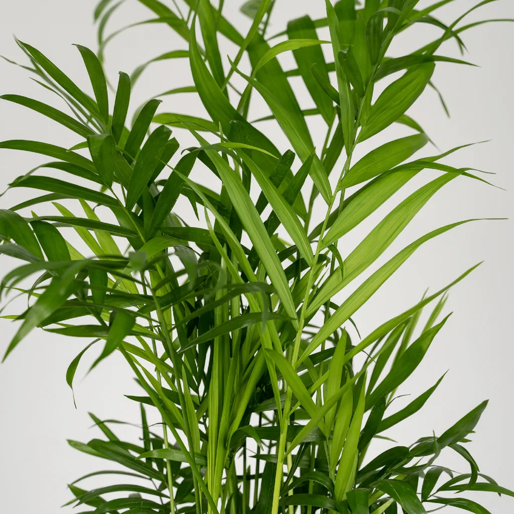 Bergpalme (Chamaedorea elegans) – pflegeleichte Zimmerpflanze, Topf-Ø 12 cm, Höhe ca. 40 cm