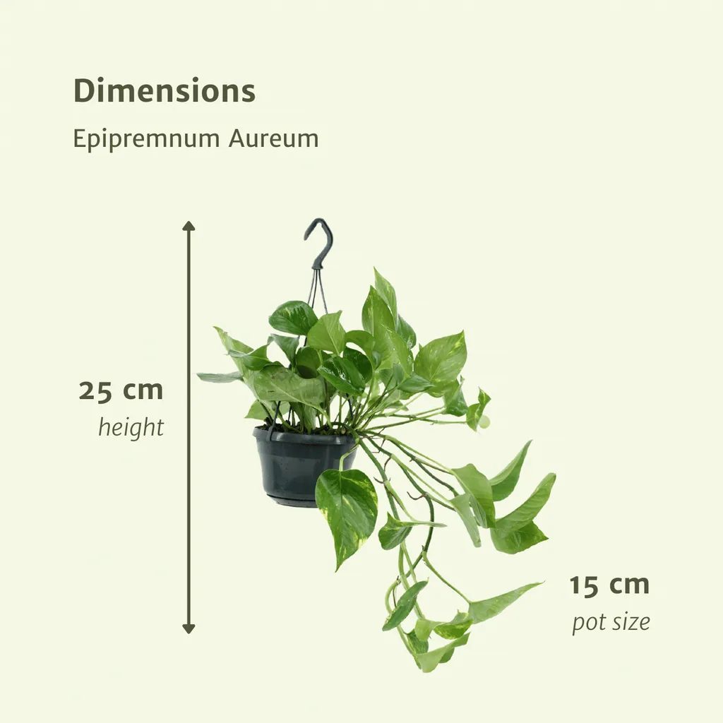 Efeutute 2er-Set (Epipremnum aureum) – pflegeleichte Zimmerpflanze, Höhe ca. 25 cm