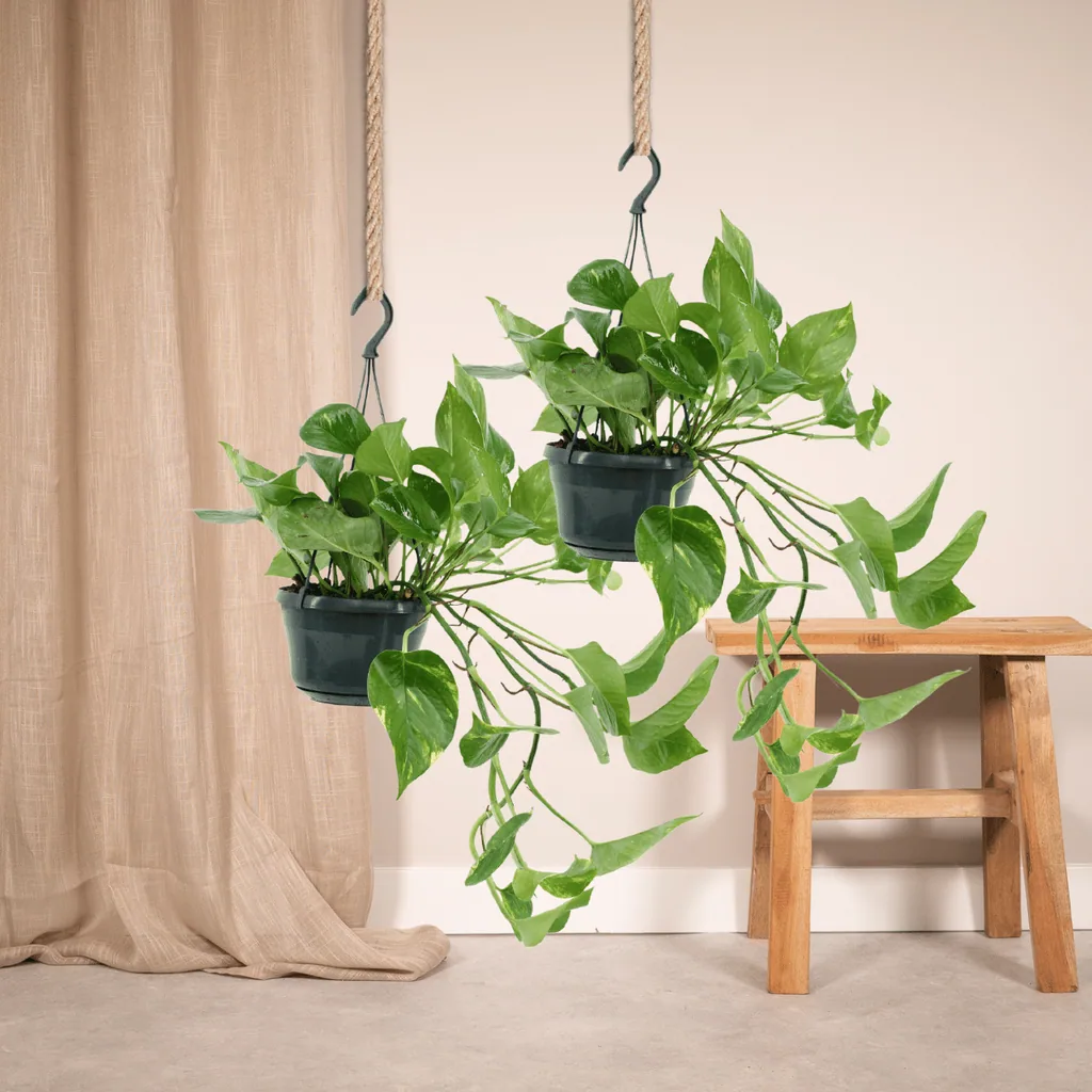 Efeutute 2er-Set (Epipremnum aureum) – pflegeleichte Zimmerpflanze, Höhe ca. 25 cm