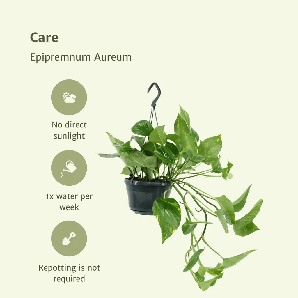 Efeutute 2er-Set (Epipremnum aureum) – pflegeleichte Zimmerpflanze, Höhe ca. 25 cm