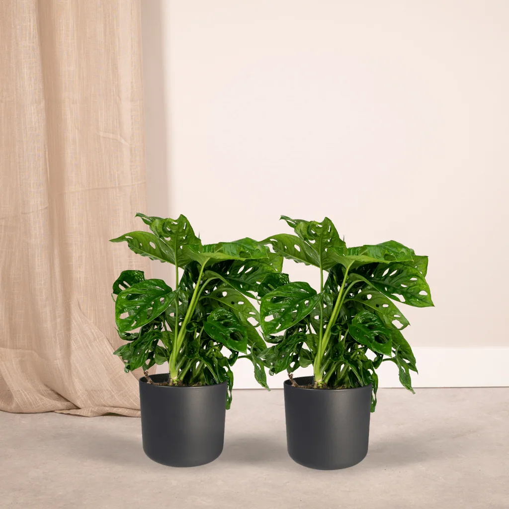Fensterblatt 'Monkey Leaf' 2er-Set (Monstera deliciosa) – pflegeleichte Zimmerpflanze, Topf-Ø 12 cm, Höhe ca. 30 cm