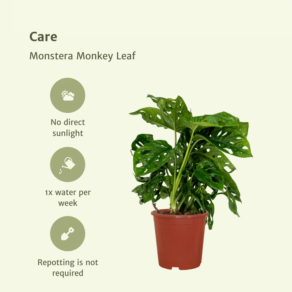 Fensterblatt 'Monkey Leaf' 2er-Set (Monstera deliciosa) – pflegeleichte Zimmerpflanze, Topf-Ø 12 cm, Höhe ca. 30 cm