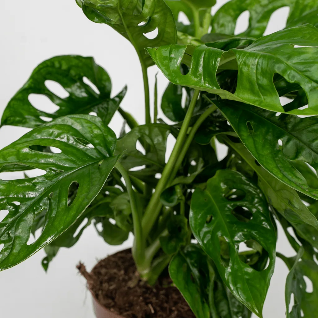 Fensterblatt 'Monkey Leaf' 2er-Set (Monstera deliciosa) – pflegeleichte Zimmerpflanze, Topf-Ø 12 cm, Höhe ca. 30 cm