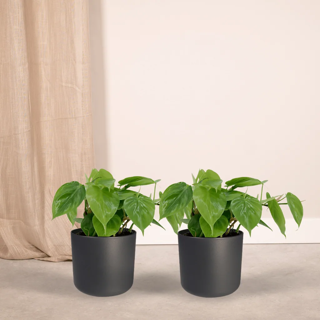 Kletter-Philodendron 2er-Set (Philodendron scandens) – pflegeleichte Zimmerpflanze, Topf-Ø 12 cm, Höhe ca. 5 cm
