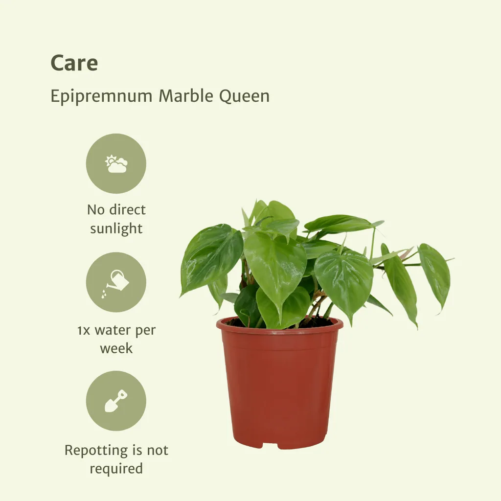 Kletter-Philodendron 2er-Set (Philodendron scandens) – pflegeleichte Zimmerpflanze, Topf-Ø 12 cm, Höhe ca. 5 cm
