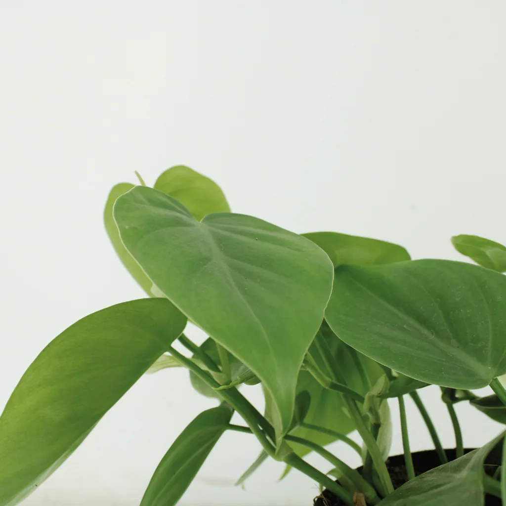 Kletter-Philodendron 2er-Set (Philodendron scandens) – pflegeleichte Zimmerpflanze, Topf-Ø 12 cm, Höhe ca. 5 cm