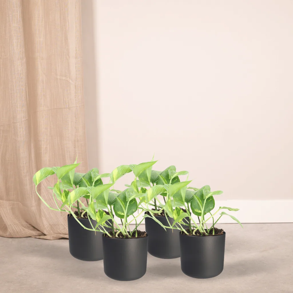 Efeutute (Epipremnum aureum) – pflegeleichte Zimmerpflanze, Topf-Ø 12 cm, Höhe ca. 20 cm