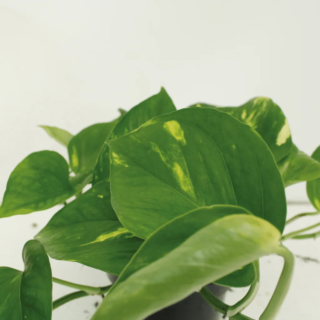 Efeutute (Epipremnum aureum) – pflegeleichte Zimmerpflanze, Topf-Ø 12 cm, Höhe ca. 20 cm