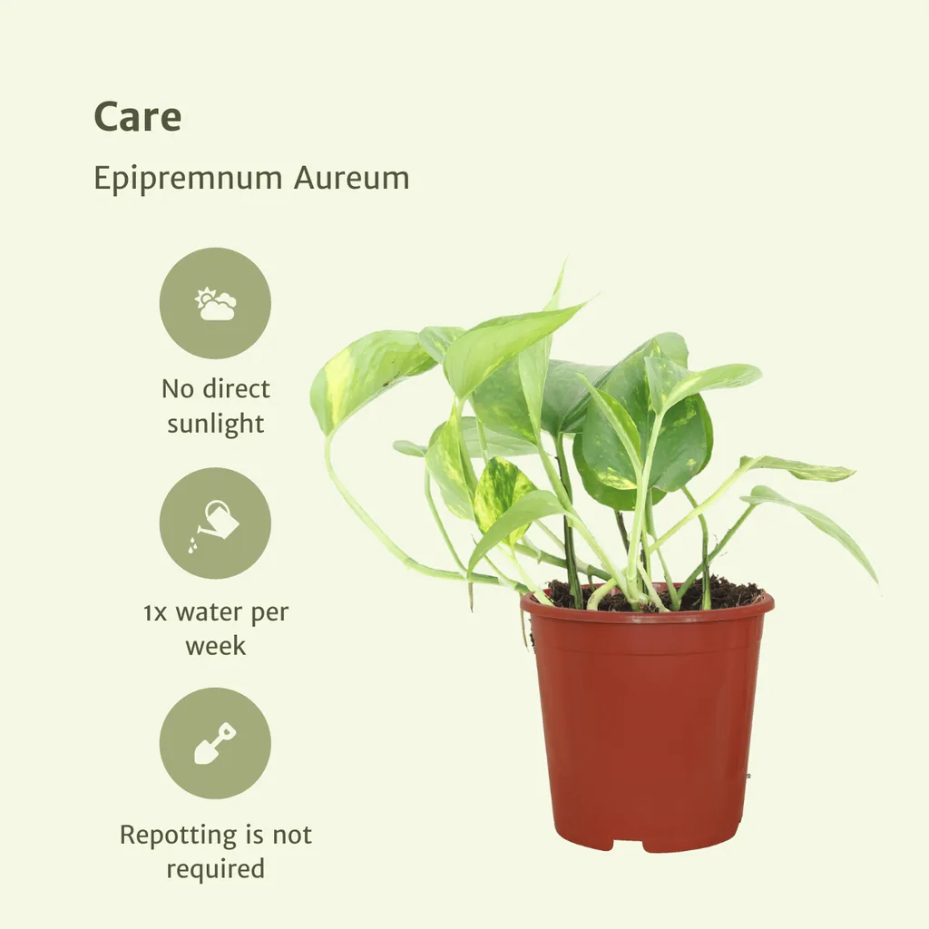 Efeutute (Epipremnum aureum) – pflegeleichte Zimmerpflanze, Topf-Ø 12 cm, Höhe ca. 20 cm