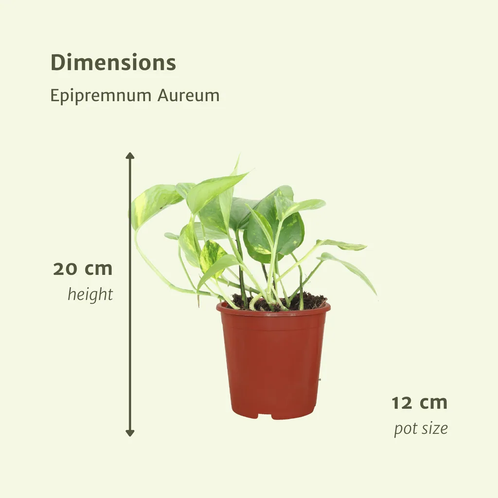 Efeutute (Epipremnum aureum) – pflegeleichte Zimmerpflanze, Topf-Ø 12 cm, Höhe ca. 20 cm