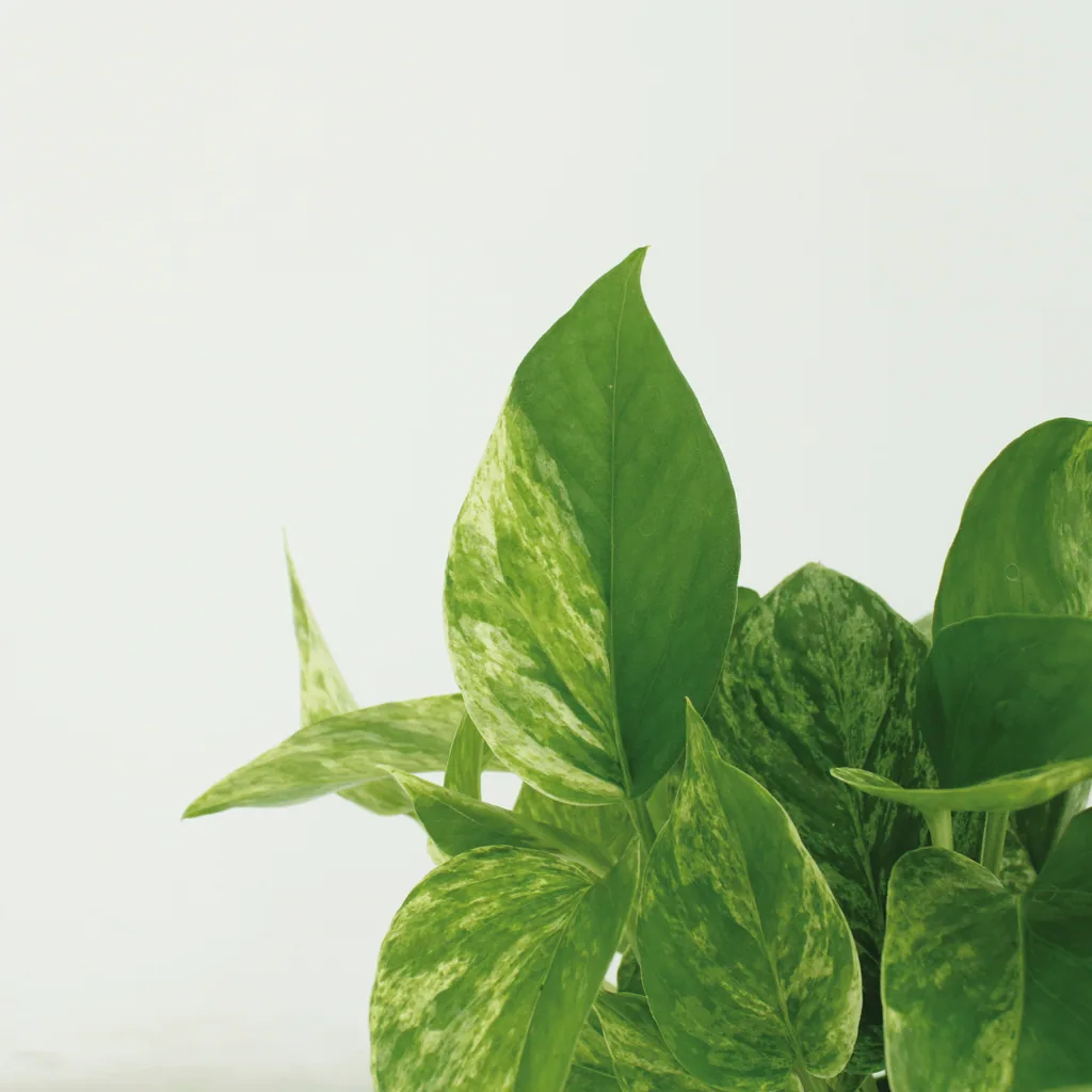 Efeutute 'Marble Queen' (Epipremnum aureum) – pflegeleichte Zimmerpflanze, Topf-Ø 12 cm, Höhe ca. 15 cm