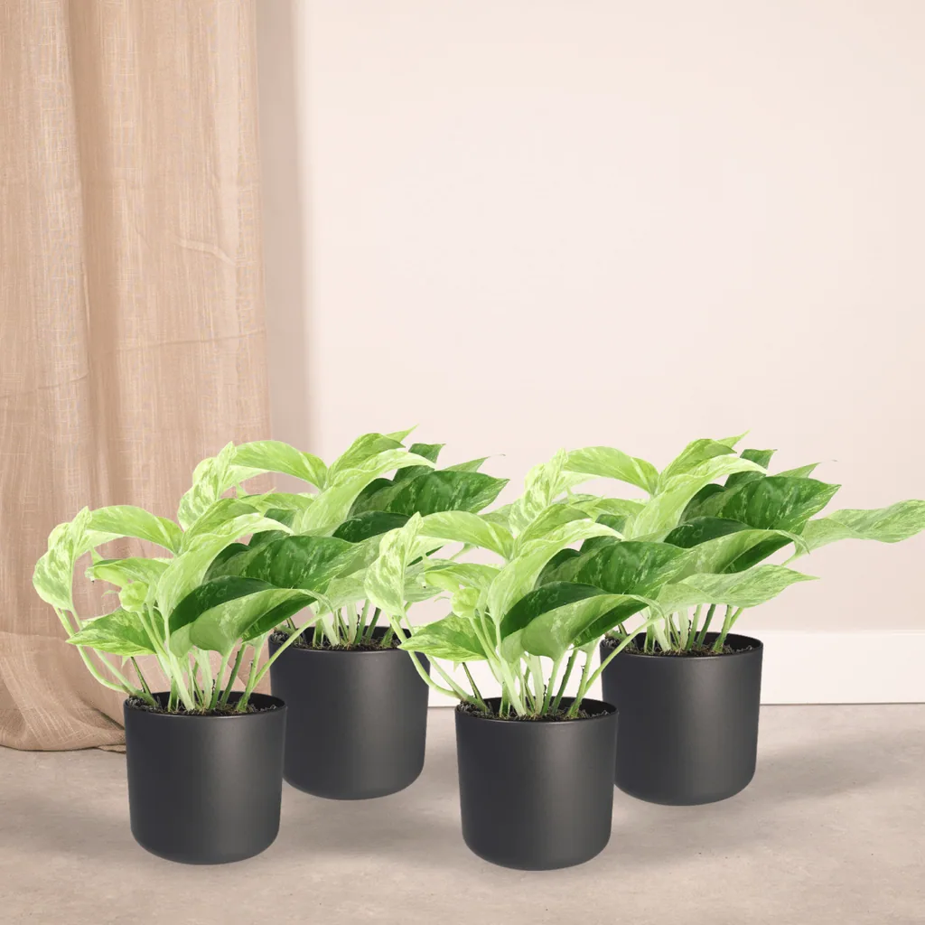 Efeutute 'Marble Queen' (Epipremnum aureum) – pflegeleichte Zimmerpflanze, Topf-Ø 12 cm, Höhe ca. 15 cm