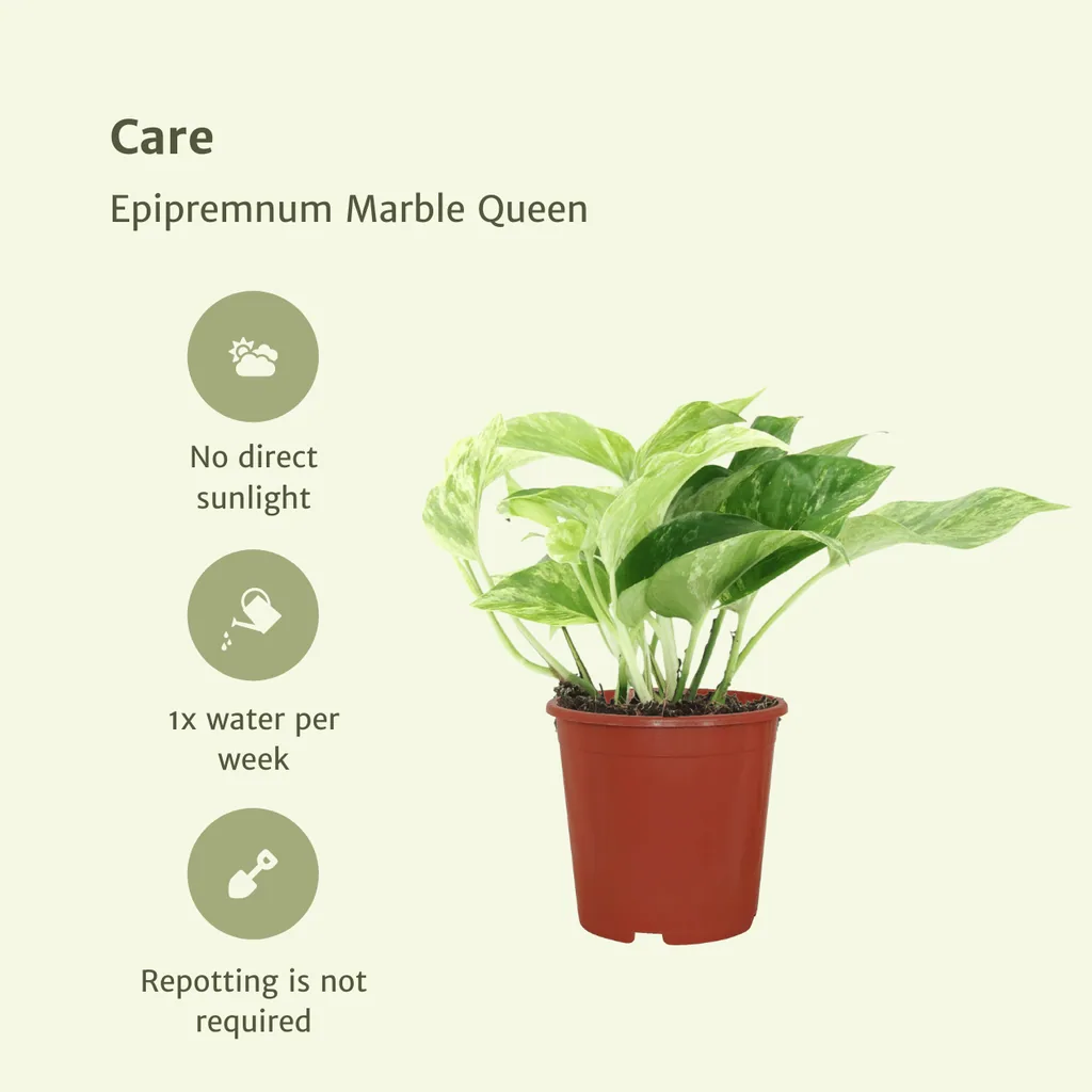 Efeutute 'Marble Queen' (Epipremnum aureum) – pflegeleichte Zimmerpflanze, Topf-Ø 12 cm, Höhe ca. 15 cm