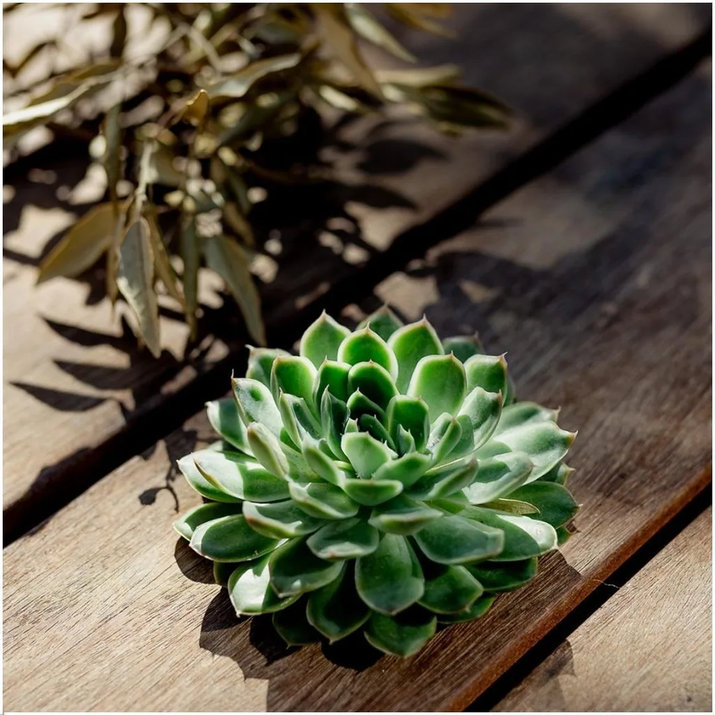Pulidonis-Fettblatt (Echeveria pulidonis) – pflegeleichte Zimmerpflanze, Höhe ca. 5 cm