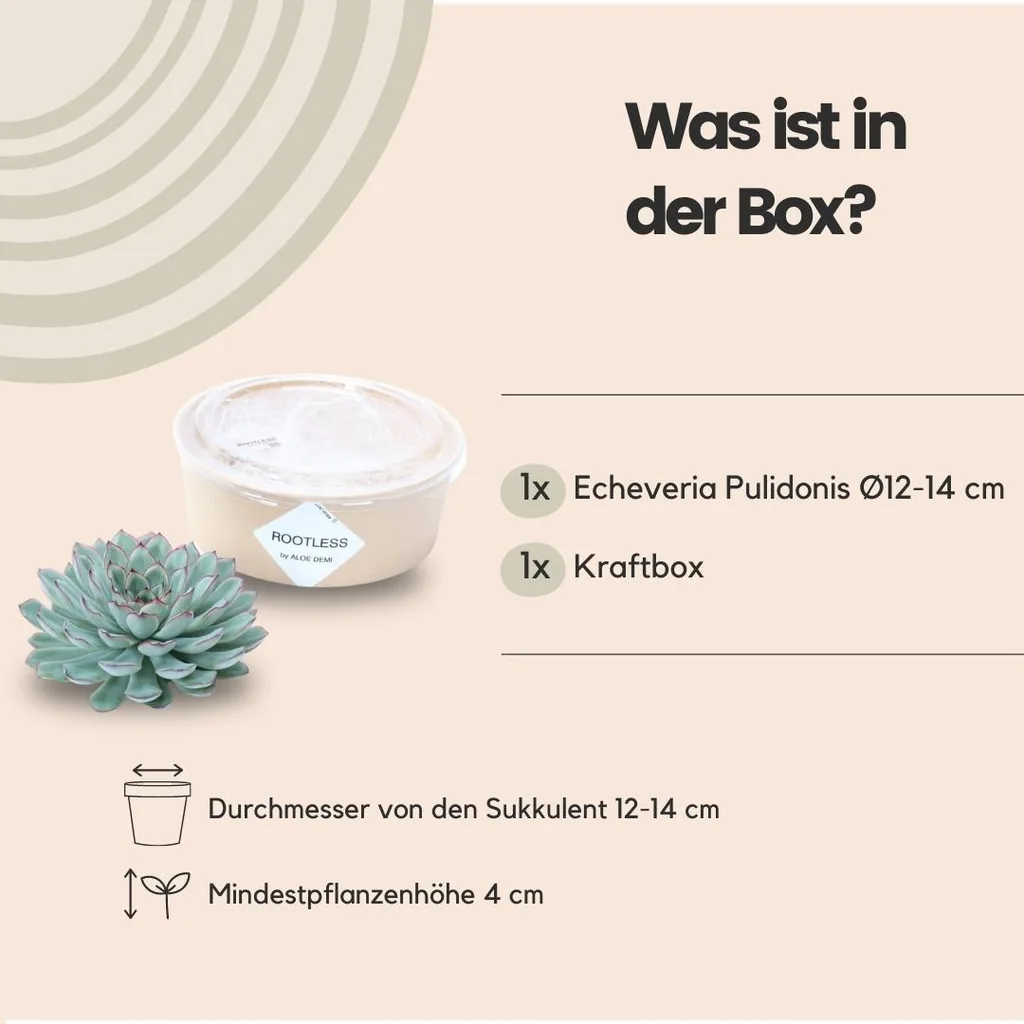 Pulidonis-Fettblatt (Echeveria pulidonis) – pflegeleichte Zimmerpflanze, Höhe ca. 5 cm