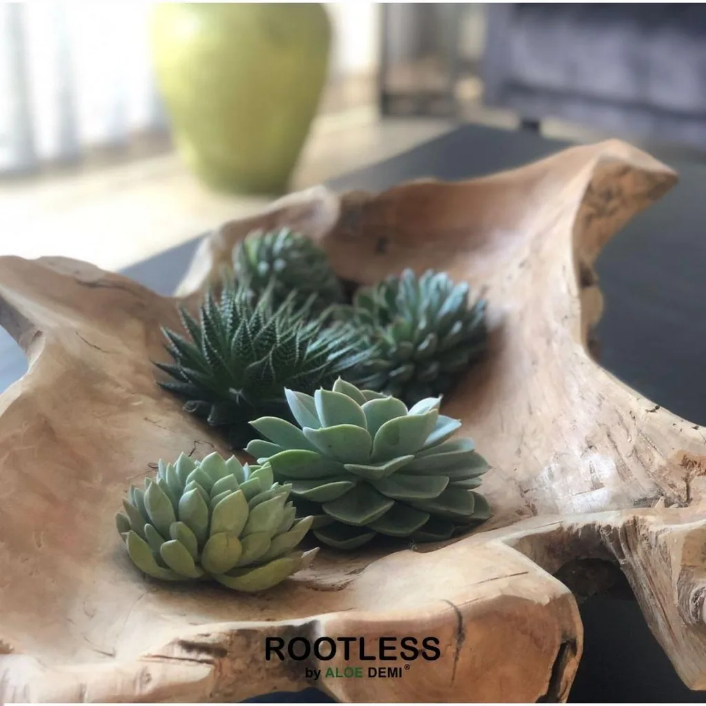 Echeveria-Mix wurzellos, 5 Rosetten – Rosetten-Ø 7–10 cm (Medium-Box)