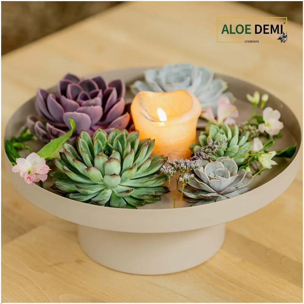 Echeveria-Mix wurzellos, 5 Rosetten – Rosetten-Ø 7–10 cm (Medium-Box)