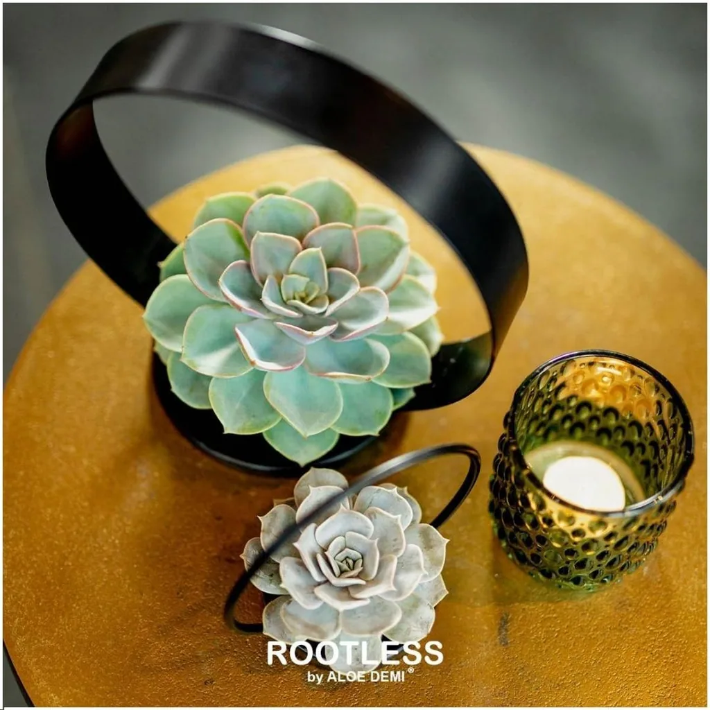 Echeveria-Mix wurzellos, 5 Rosetten – Rosetten-Ø 7–10 cm (Medium-Box)