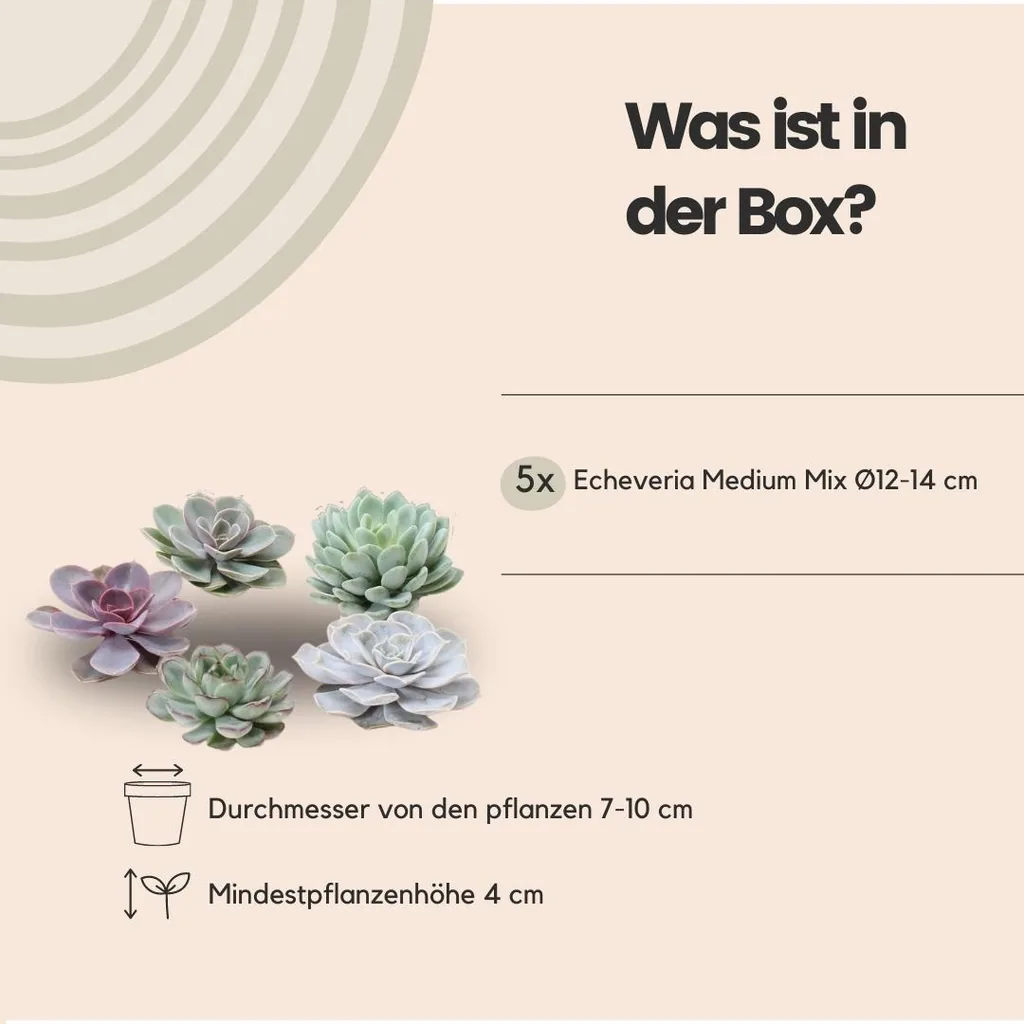 Echeveria-Mix wurzellos, 5 Rosetten – Rosetten-Ø 7–10 cm (Medium-Box)