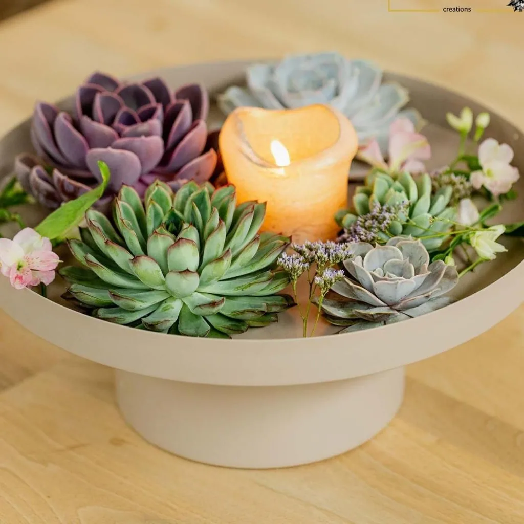 Echeveria-Mix wurzellos, 10 Rosetten – Rosetten-Ø 3–5 cm (Mini-Box)