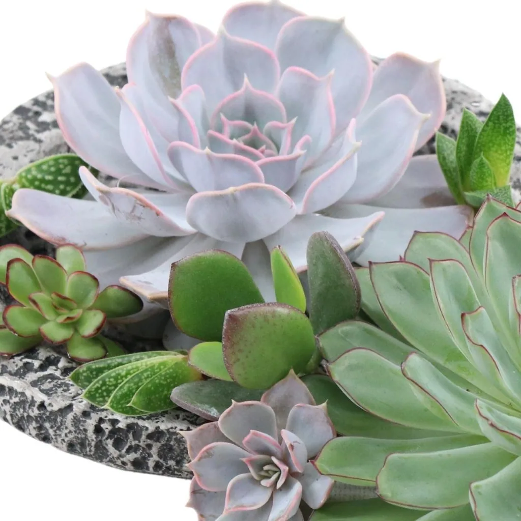 Echeveria-Mix wurzellos, 10 Rosetten – Rosetten-Ø 3–5 cm (Mini-Box)