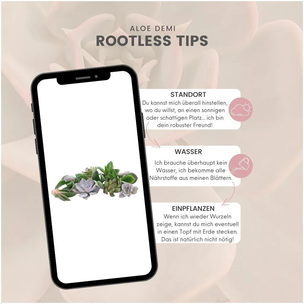 Echeveria-Mix wurzellos, 10 Rosetten – Rosetten-Ø 3–5 cm (Mini-Box)