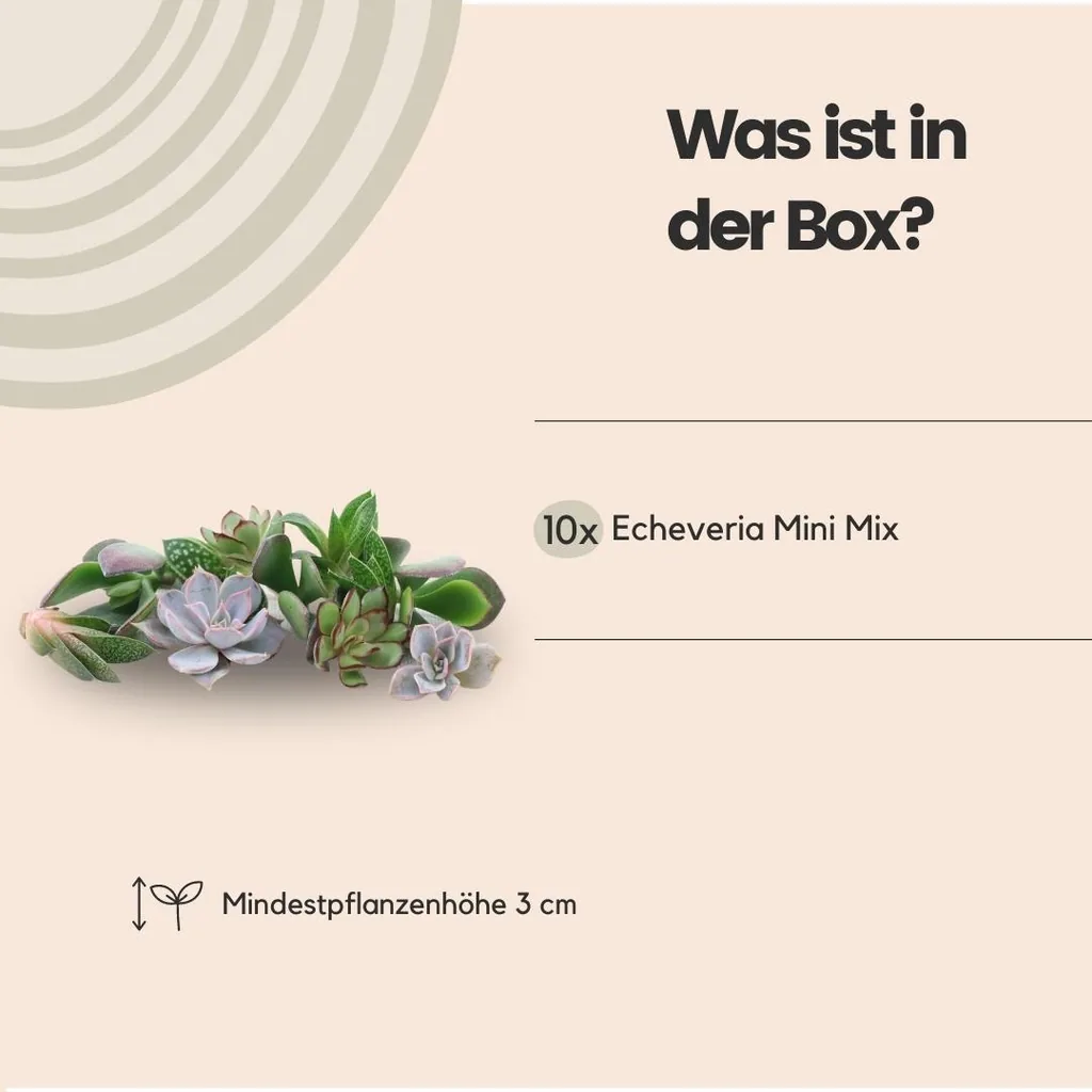 Echeveria-Mix wurzellos, 10 Rosetten – Rosetten-Ø 3–5 cm (Mini-Box)
