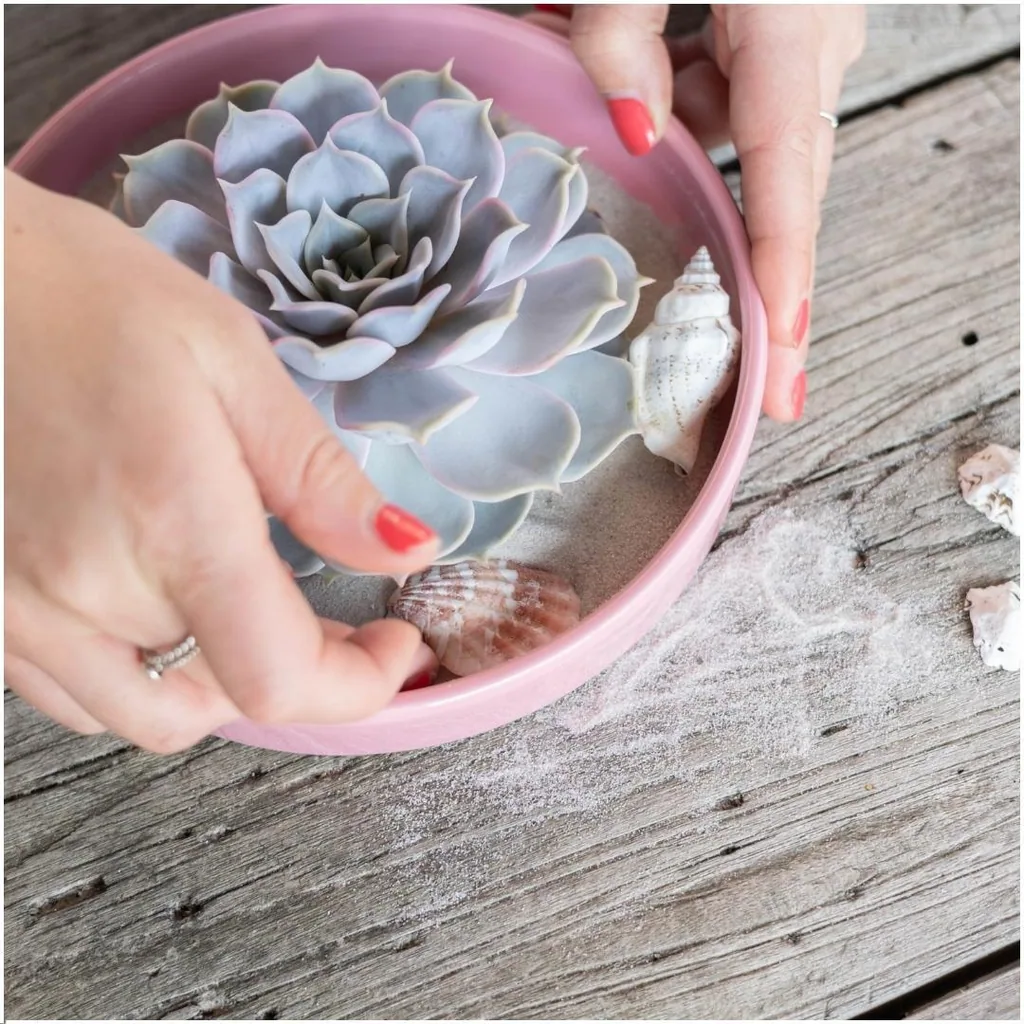 Geister-Echeverie 'Rosa' (Echeveria lilacina) – pflegeleichte Zimmerpflanze, Topf-Ø 20 cm, Höhe ca. 5 cm