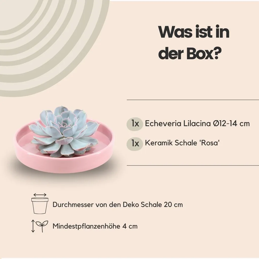 Geister-Echeverie 'Rosa' (Echeveria lilacina) – pflegeleichte Zimmerpflanze, Topf-Ø 20 cm, Höhe ca. 5 cm