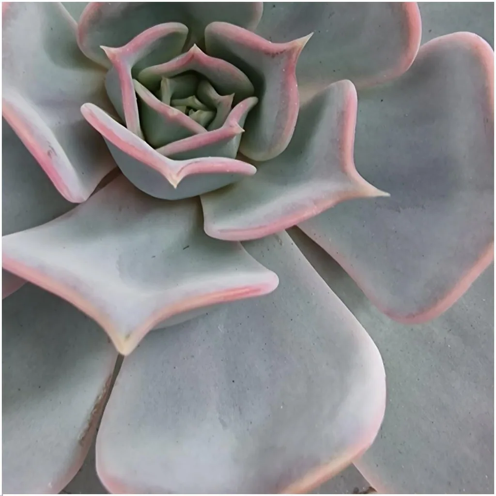 Geister-Echeverie 'grün' (Echeveria lilacina) – pflegeleichte Zimmerpflanze, Topf-Ø 20 cm, Höhe ca. 5 cm