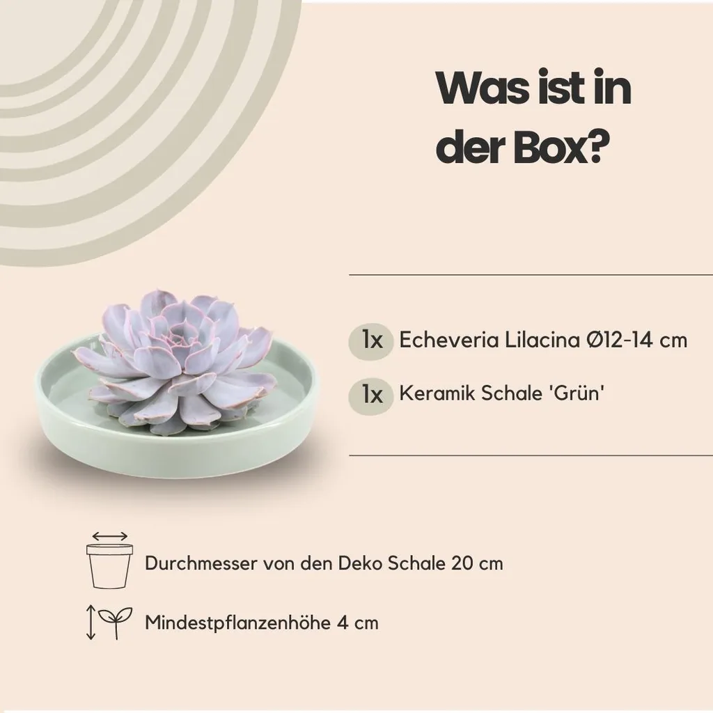 Geister-Echeverie 'grün' (Echeveria lilacina) – pflegeleichte Zimmerpflanze, Topf-Ø 20 cm, Höhe ca. 5 cm