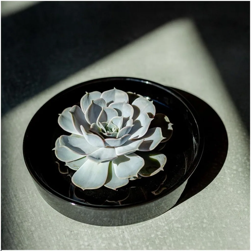 Geister-Echeverie 'schwarz' (Echeveria lilacina) – pflegeleichte Zimmerpflanze, Topf-Ø 20 cm, Höhe ca. 5 cm