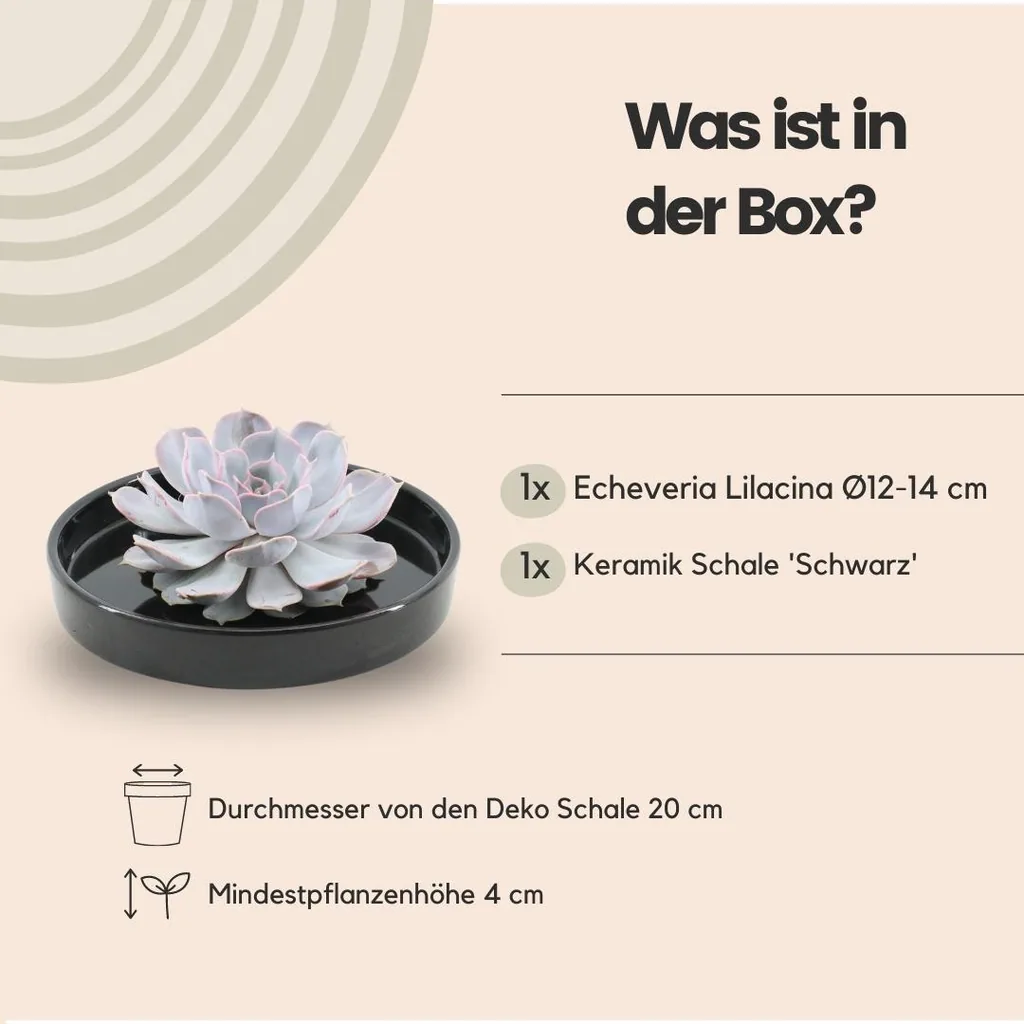 Geister-Echeverie 'schwarz' (Echeveria lilacina) – pflegeleichte Zimmerpflanze, Topf-Ø 20 cm, Höhe ca. 5 cm