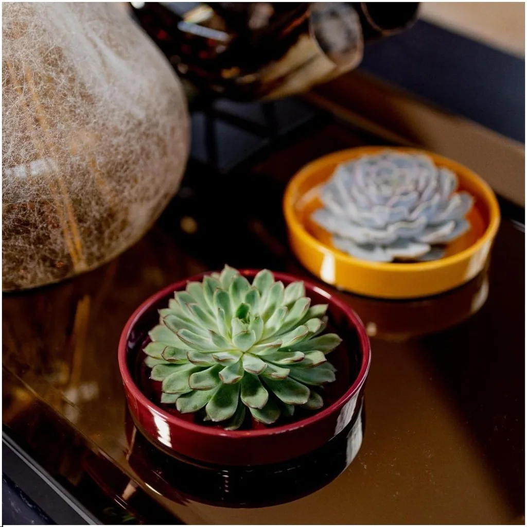 Geister-Echeverie 'rot' (Echeveria lilacina) – pflegeleichte Zimmerpflanze, Topf-Ø 20 cm, Höhe ca. 5 cm