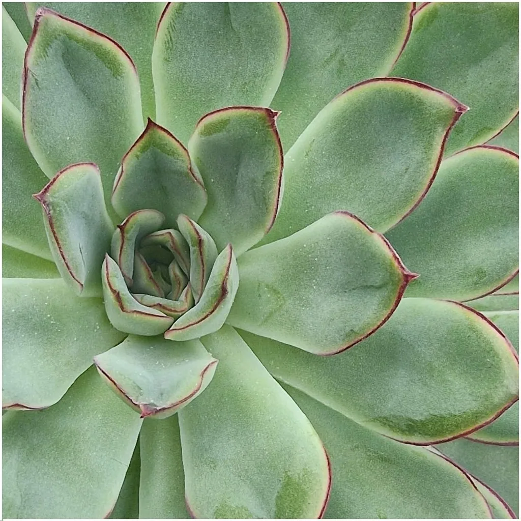 Pulidonis-Echeverie (Echeveria pulidonis) – pflegeleichte Zimmerpflanze, wurzellos, in gelber Schale (Ø 20 cm), Höhe ca. 5 cm