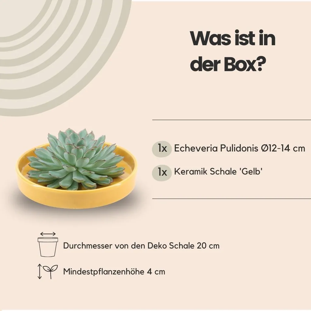 Pulidonis-Echeverie (Echeveria pulidonis) – pflegeleichte Zimmerpflanze, wurzellos, in gelber Schale (Ø 20 cm), Höhe ca. 5 cm