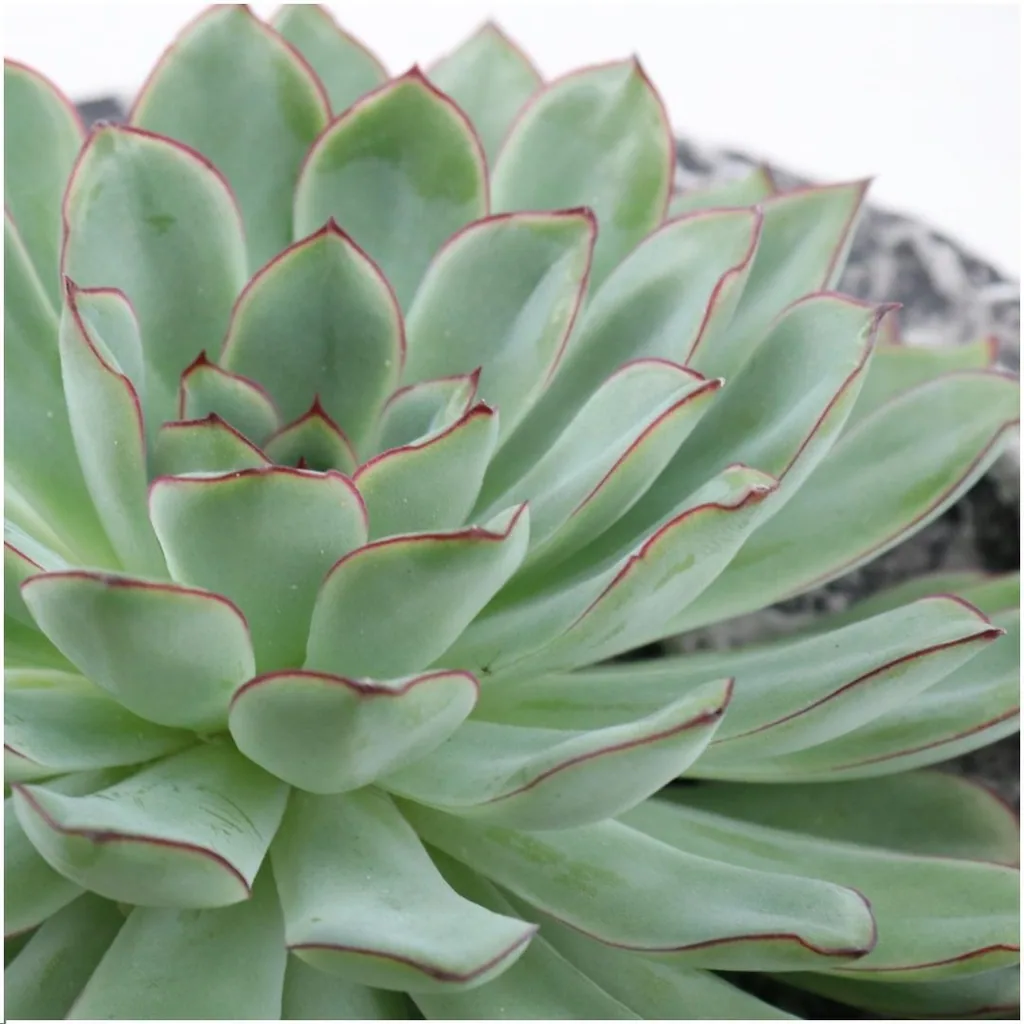 Pulidonis-Fettblatt 'Concrete' (Echeveria pulidonis) – pflegeleichte Zimmerpflanze, Topf-Ø 20 cm, Höhe ca. 5 cm