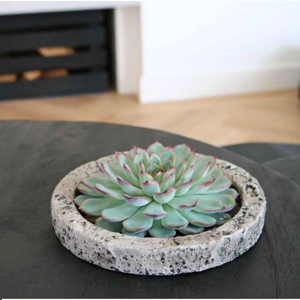 Pulidonis-Fettblatt 'Concrete' (Echeveria pulidonis) – pflegeleichte Zimmerpflanze, Topf-Ø 20 cm, Höhe ca. 5 cm