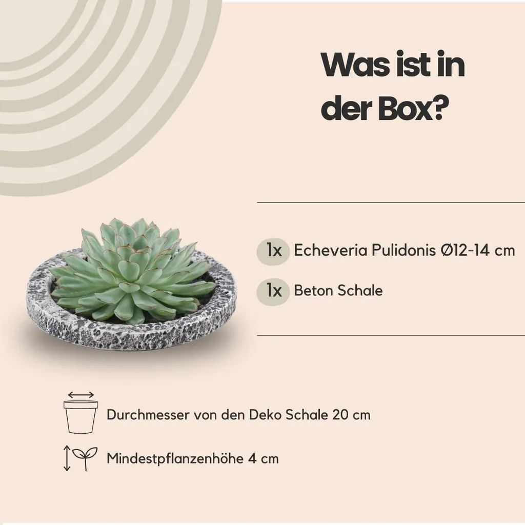 Pulidonis-Fettblatt 'Concrete' (Echeveria pulidonis) – pflegeleichte Zimmerpflanze, Topf-Ø 20 cm, Höhe ca. 5 cm