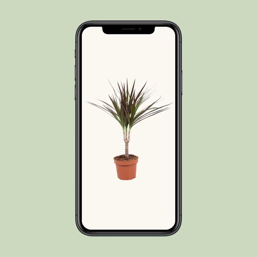 Drachenbaum Magenta (Dracaena magenta) – pflegeleichte Zimmerpflanze, Topf-Ø 12 cm, Höhe ca. 50 cm