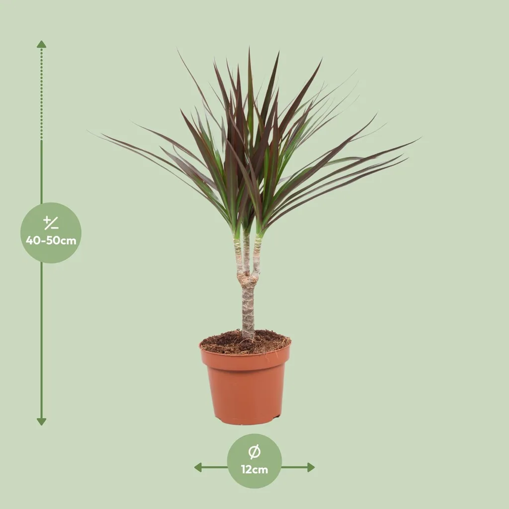 Drachenbaum Magenta (Dracaena magenta) – pflegeleichte Zimmerpflanze, Topf-Ø 12 cm, Höhe ca. 50 cm
