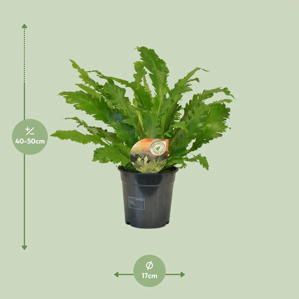 Streifenfarn 'Campio' (Asplenium) – pflegeleichte Zimmerpflanze, Topf-Ø 17 cm, Höhe ca. 50 cm