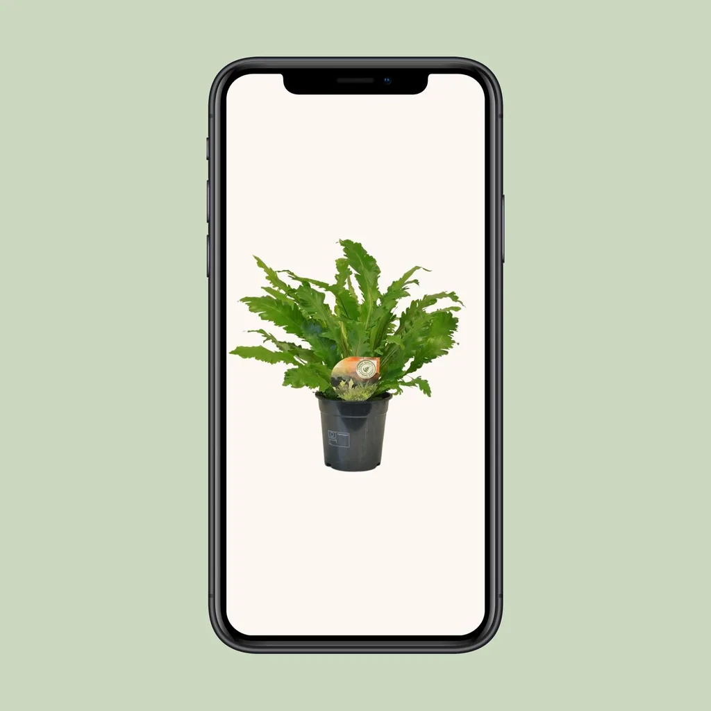 Streifenfarn 'Campio' (Asplenium) – pflegeleichte Zimmerpflanze, Topf-Ø 17 cm, Höhe ca. 50 cm