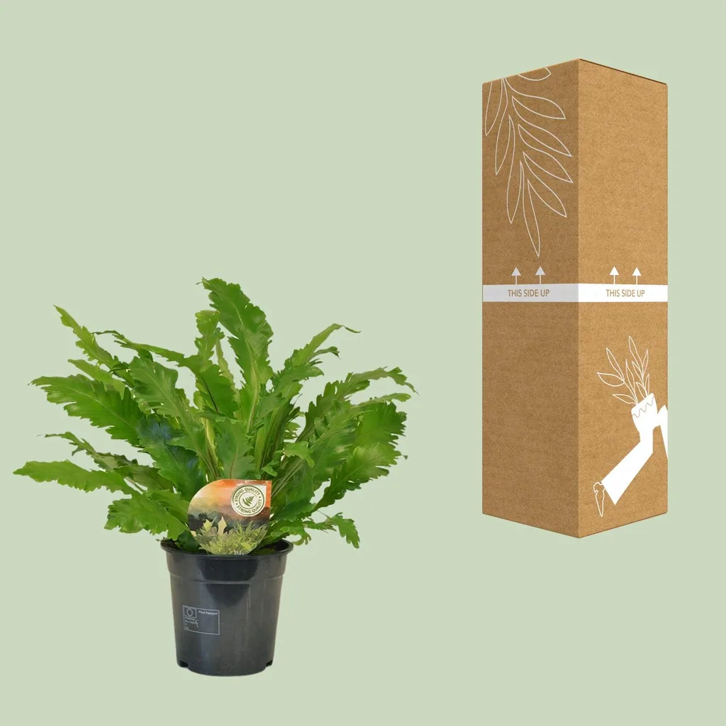 Streifenfarn 'Campio' (Asplenium) – pflegeleichte Zimmerpflanze, Topf-Ø 17 cm, Höhe ca. 50 cm