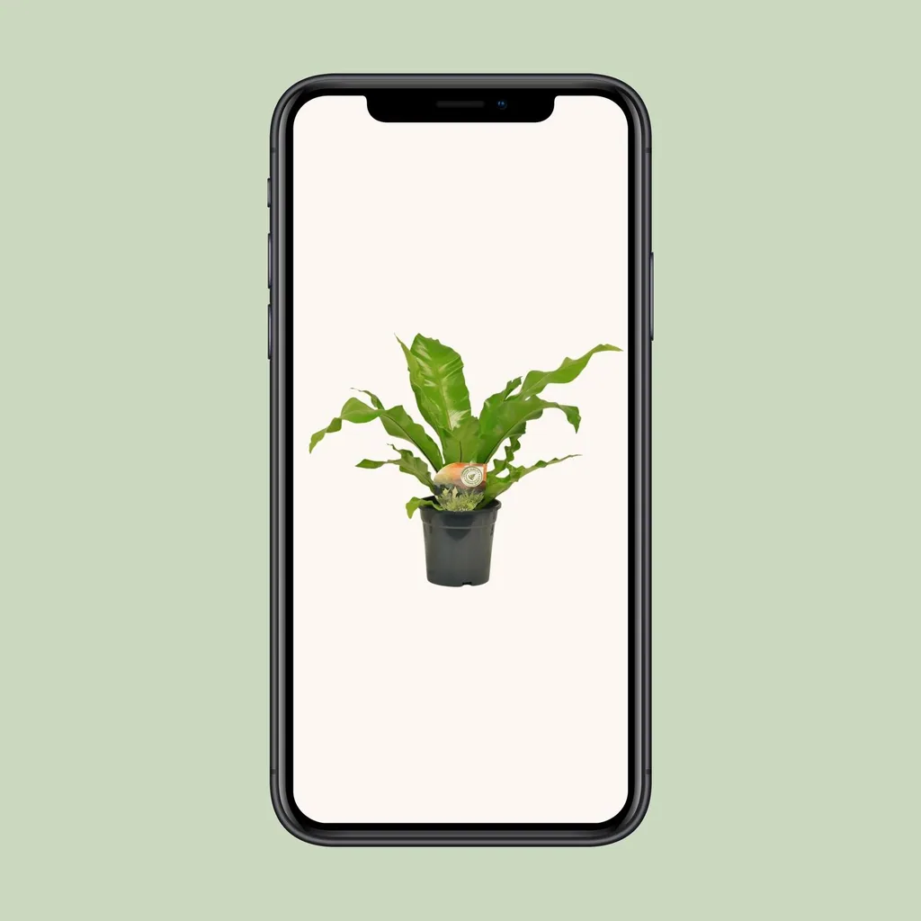 Nestfarn (Asplenium nidus) – pflegeleichte Zimmerpflanze, Topf-Ø 17 cm, Höhe ca. 60 cm