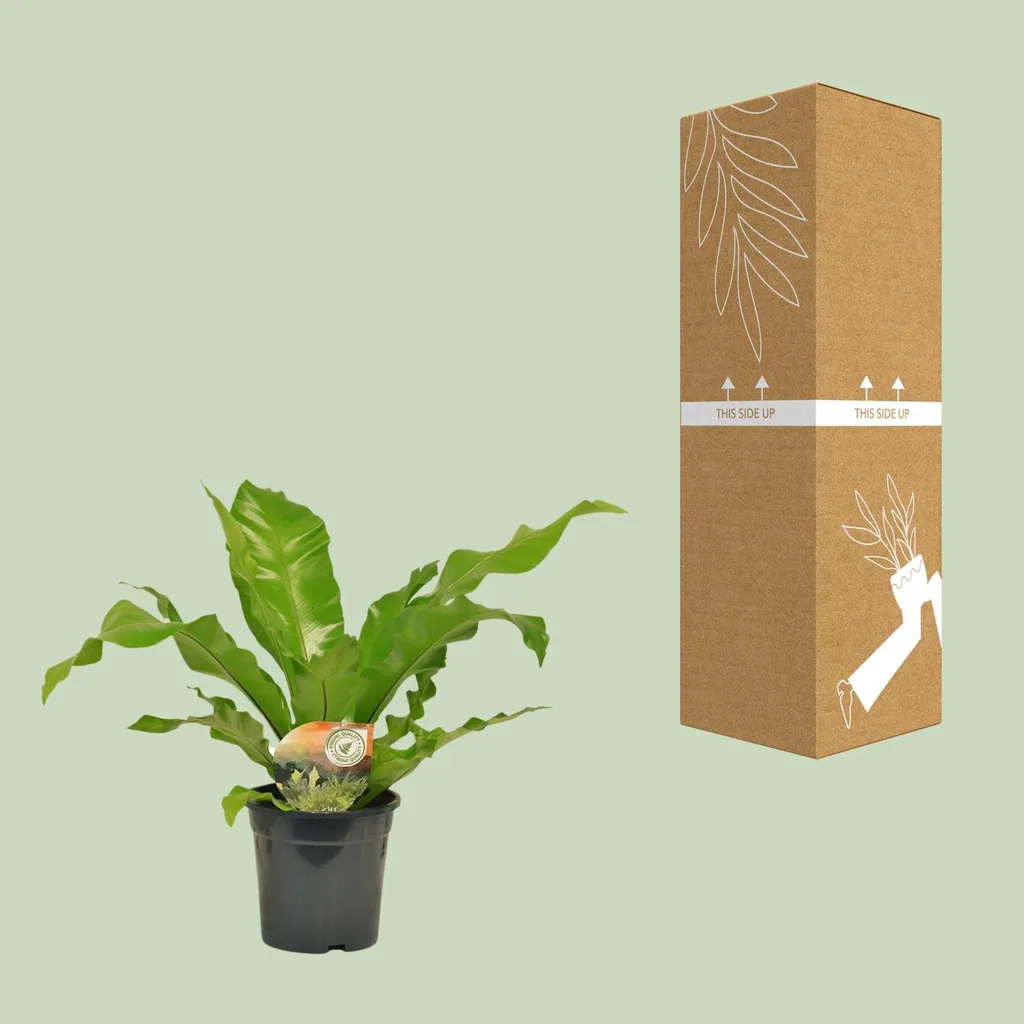 Nestfarn (Asplenium nidus) – pflegeleichte Zimmerpflanze, Topf-Ø 17 cm, Höhe ca. 60 cm