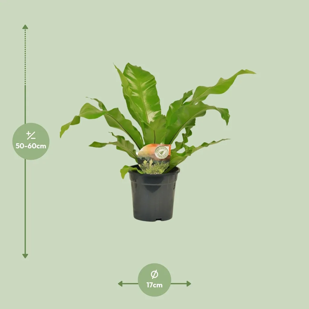 Nestfarn (Asplenium nidus) – pflegeleichte Zimmerpflanze, Topf-Ø 17 cm, Höhe ca. 60 cm