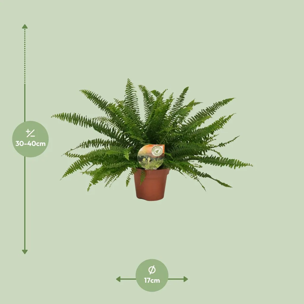 Schwertfarn 'Green Lady' (Nephrolepis) – pflegeleichte Zimmerpflanze, Topf-Ø 17 cm, Höhe ca. 40 cm