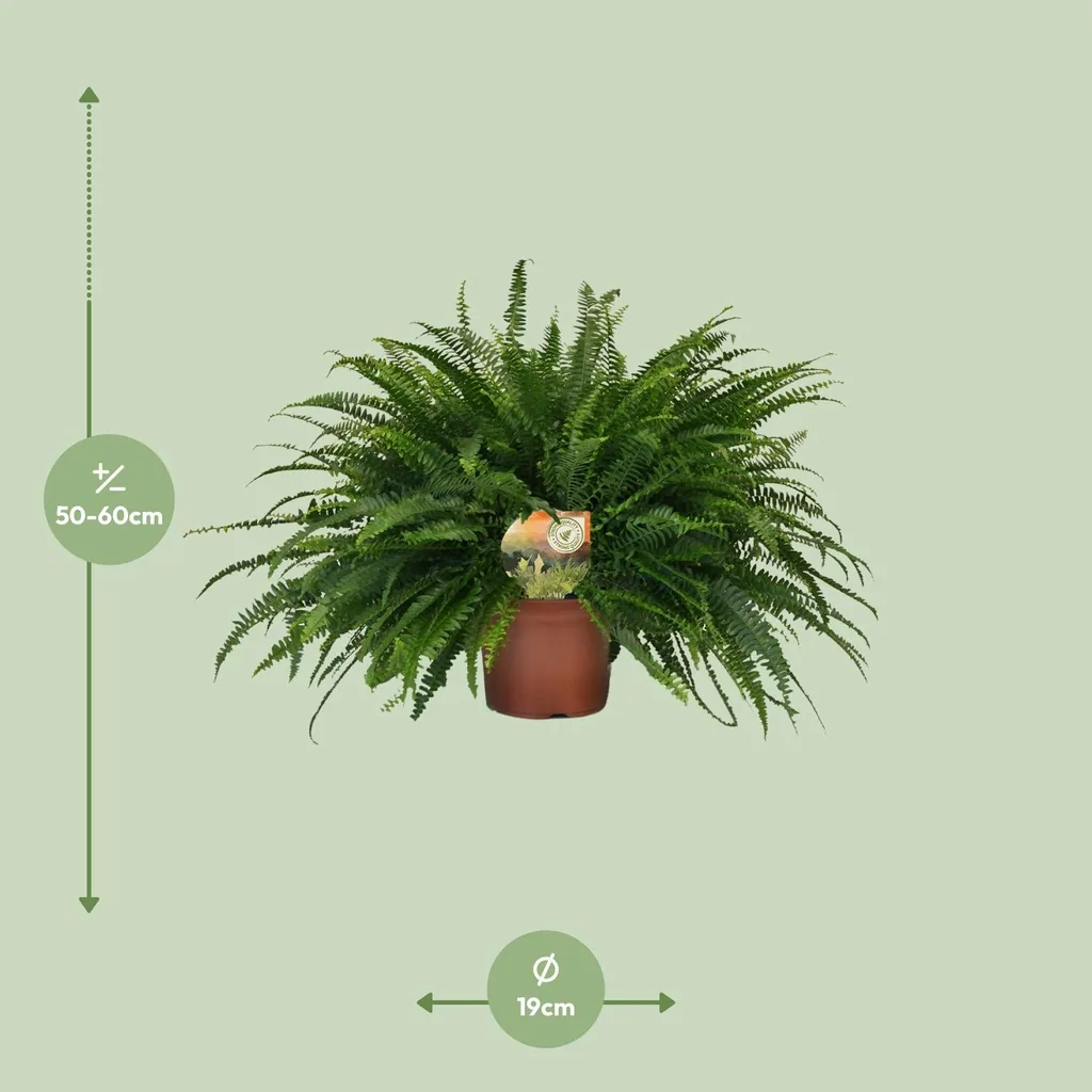 Schwertfarn 'Green Lady' (Nephrolepis) – pflegeleichte Zimmerpflanze, Topf-Ø 19 cm, Höhe ca. 60 cm