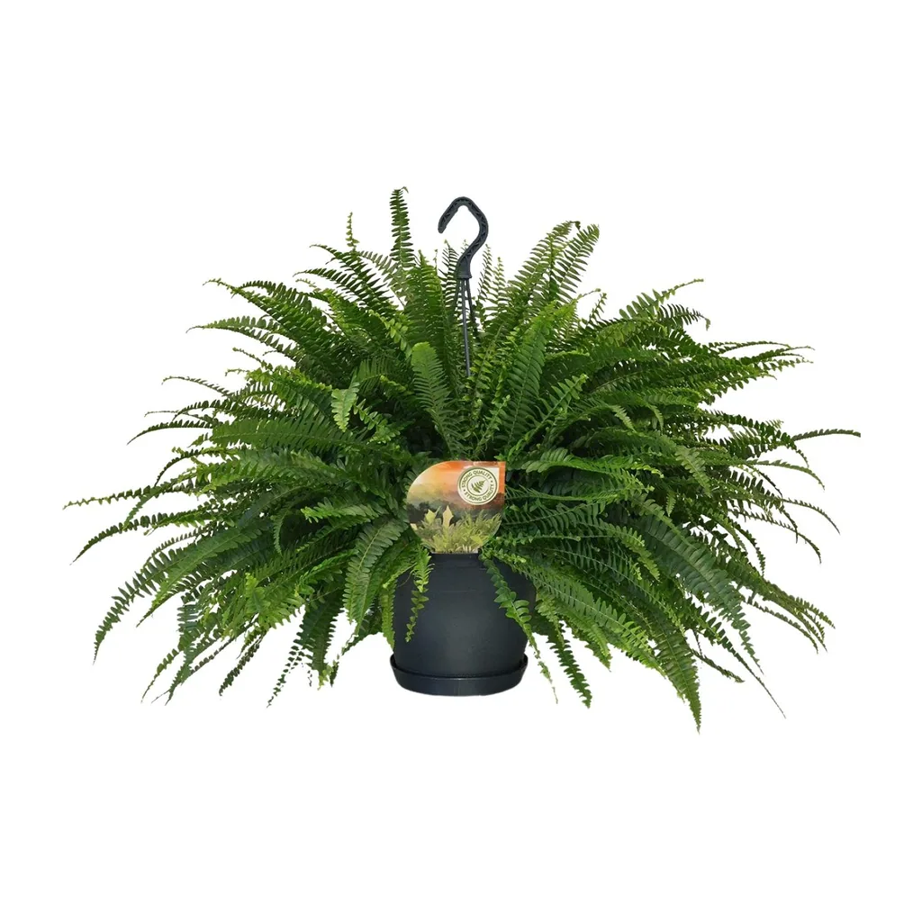 Schwertfarn 'Green Lady' (Nephrolepis) – pflegeleichte Zimmerpflanze, Topf-Ø 20 cm, Höhe ca. 60 cm